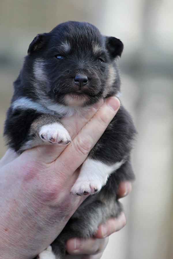 Tilkkuturkin Felsina