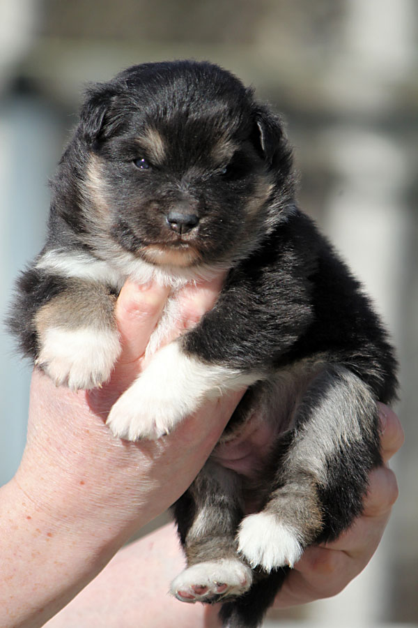 Tilkkuturkin Felsina