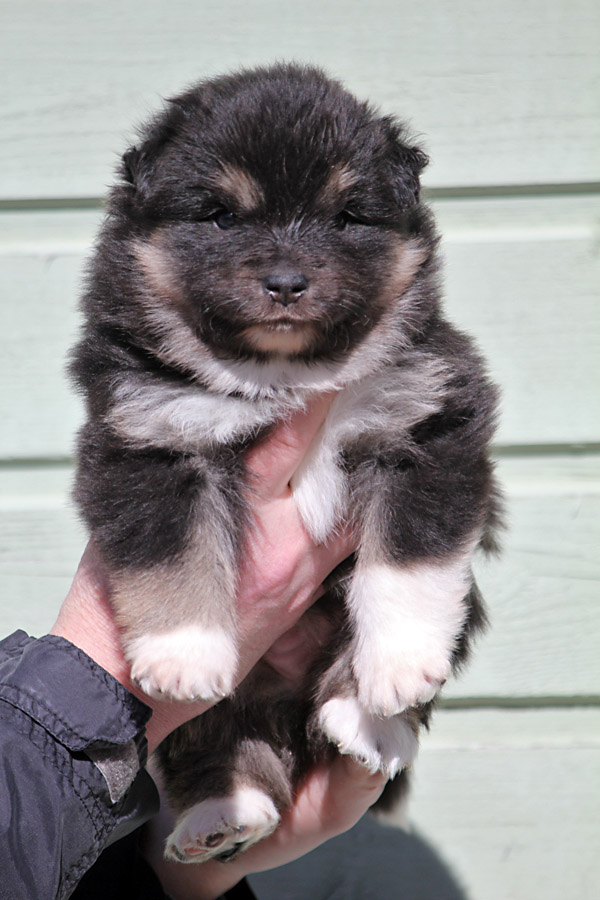 Tilkkuturkin Felsina