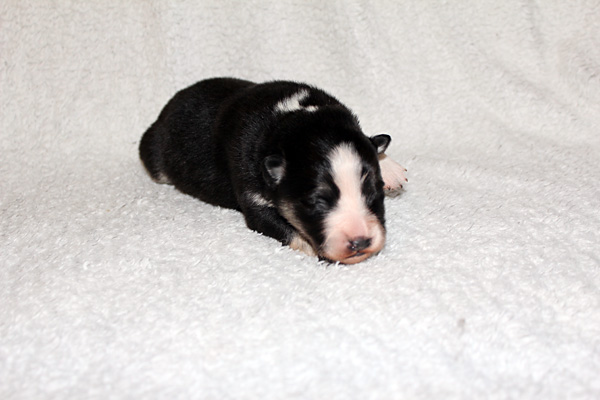 Tilkkuturkin Fontane