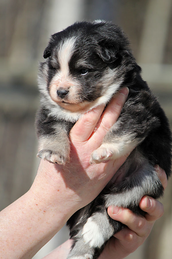 Tilkkuturkin Fontane