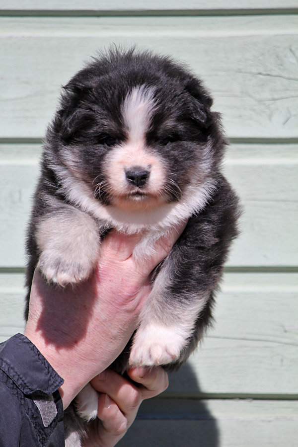 Tilkkuturkin Fontane